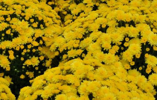 Colorful Mums in the Fall