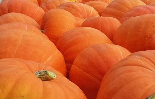 Pumpkins in every variety