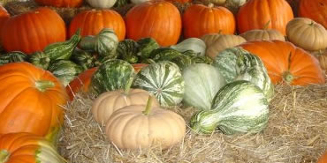 Ornamental Gourds