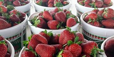 Pre-Picked Strawberries ready-to-go