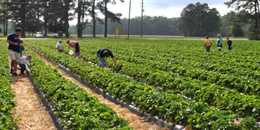 Pick Your Own Strawberries